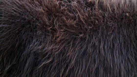 Herd 